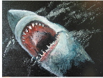 Fisch_13_klein