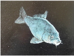 Fisch_1_klein