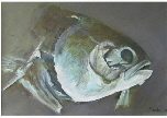 Fisch_3_klein