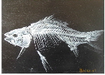 Fisch_4_klein