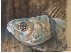 Fisch_6_klein