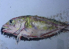 Fische 003kl
