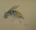 Wespe 2 Kopiekl