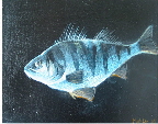 fisc_14_klein