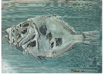 fisch_2_klein